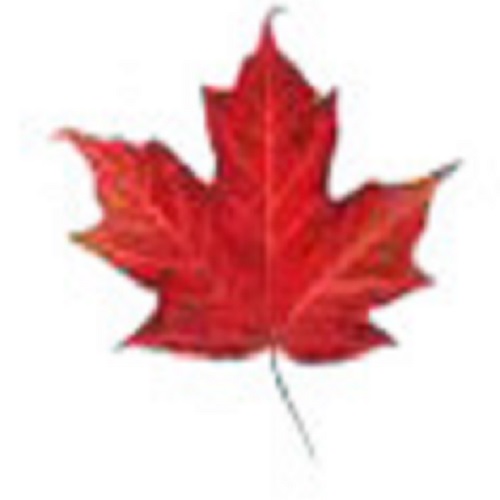 MAPLE TRS PVT LTD